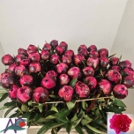 Paeonia Pojeng Kansas 60cm
