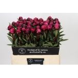 Paeonia Pojeng Kansas 60cm