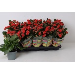 Kalanchoe Kalanhoe double perfecta red 12cm