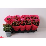 Kalanchoe Kalanhoe double perfecta red 12cm