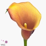 Zantedeschia Kalla captain odeon 50cm