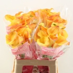 Zantedeschia Kalla Captain Odeon 60cm