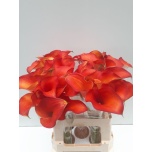Zantedeschia Kalla Captain Odeon 60cm