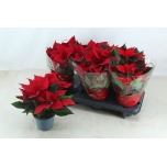 Euphorbia pulch Jõulutäht Superba 12cm