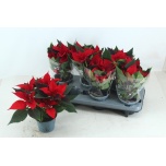 Euphorbia pulch Jõulutäht Superba 12cm