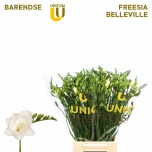 Freesia Belleville