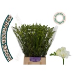 Freesia Belleville