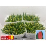 Tulp si Orange Juice