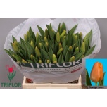 Tulp si Orange Juice