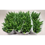 Tulp si Orange Juice