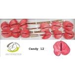 Anthurium Flamingolill Candy