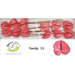 Anthurium Flamingolill Candy