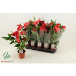Anthurium andreanum Success Red 4+ 12cm