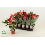 Anthurium andreanum Success Red 4+ 12cm