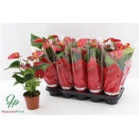 Anthurium Flamingolill andr Success Red 12cm