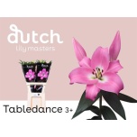Lilium Liilia OR Tabledance 85cm
