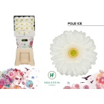 Gerbera GR Pole Ice*15