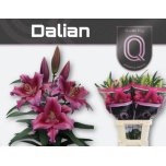 Lilium Liilia OR Dalian 90cm