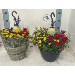 Other bedding plants mixed in pan 25cm