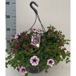 Garden plants mix in pot 27cm