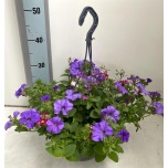 Other bedding plants mixed in pan 27cm