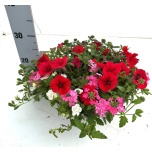 Other garden plants mix in pot 36cm