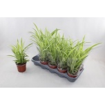 Chlorophytum Tups-rohtliilia comosum 12cm