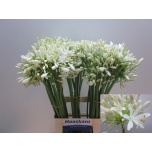 Agapanthus Umbellatus Albus 70cm