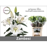 Lilium Liilia OR Zambesi 100cm