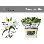 Lilium Liilia OR Zambesi 90cm