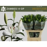 Lilium Liilia OR Zambesi 90cm