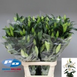 Lilium Liilia OR Zambesi 90cm