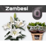 Lilium Liilia OR Zambesi 90cm
