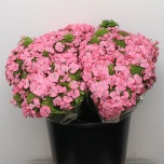 Dianthus Nelk BR Earl Breanthus 40cm