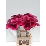 Zantedeschia Kalla Sumatra 70cm