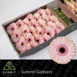 Gerbera GR Alliance*25