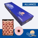 Gerbera GR Alliance*25