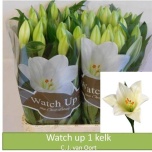 Lilium Liilia LF Watch Up 85cm