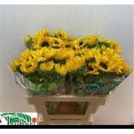 Helianthus Päevalill Orange Fire 55cm