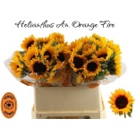 Helianthus Päevalill Orange Fire 75cm