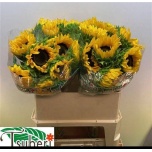 Helianthus Päevalill Orange Fire 75cm
