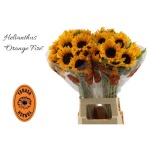 Helianthus Päevalill Orange Fire 75cm