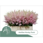 Astilbe Honky Tonk 60cm