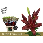 Lilium Liilia LA Forza Red