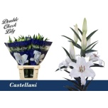 Lilium Liilia OR Castellani 100cm