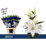 Lilium Liilia OR Sisto 95cm