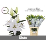 Lilium Liilia OR Sisto 95cm
