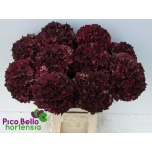 Hydrangea Hortensia Mag Rubyred Classic 60cm*5