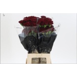 Dianthus Nelk ST ZURIGO (Funza CO)*20