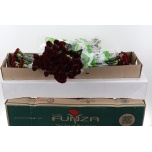 Dianthus Nelk ST ZURIGO (Funza CO)*20